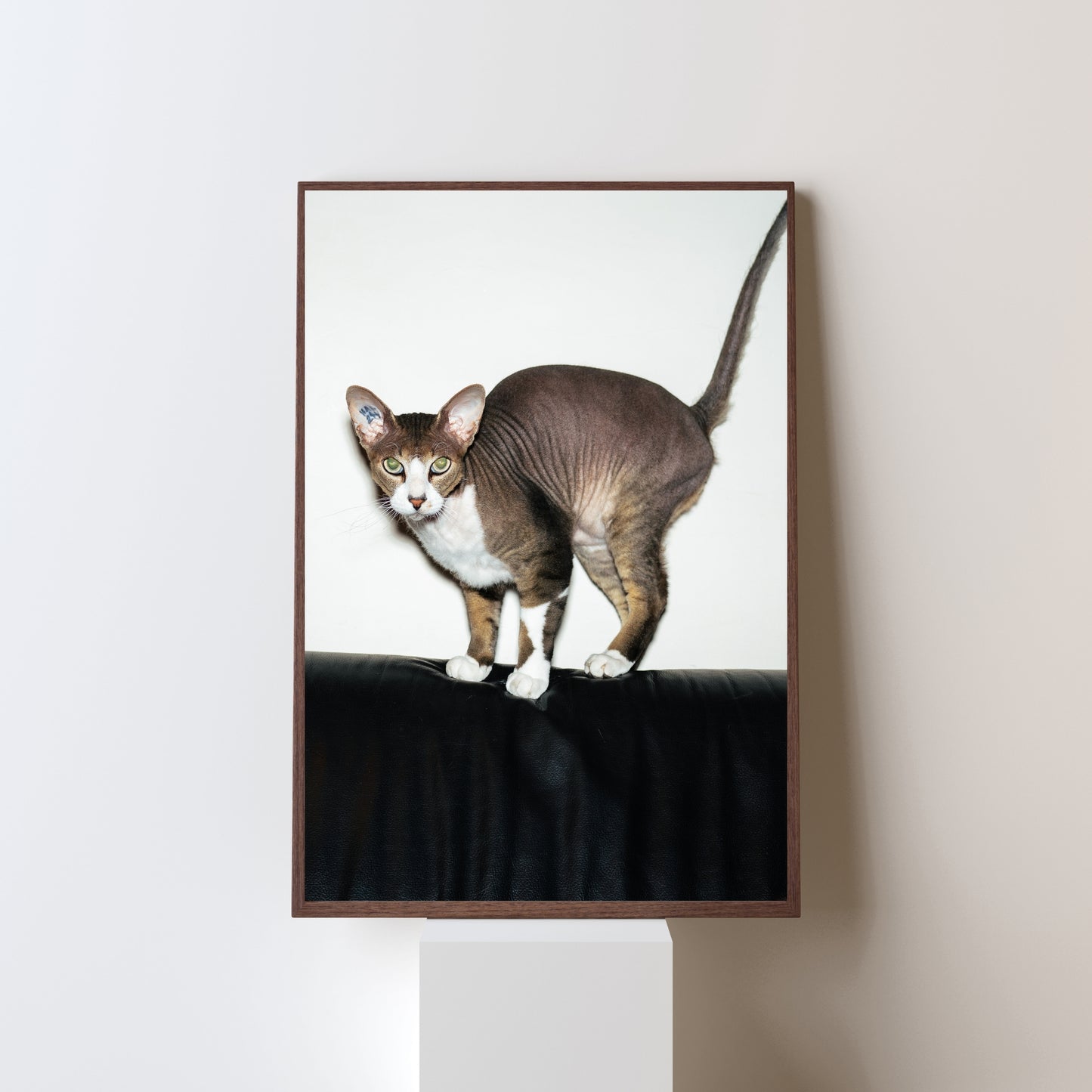 MEOW