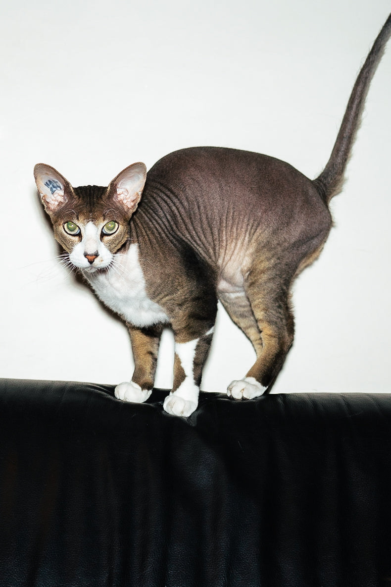 MEOW